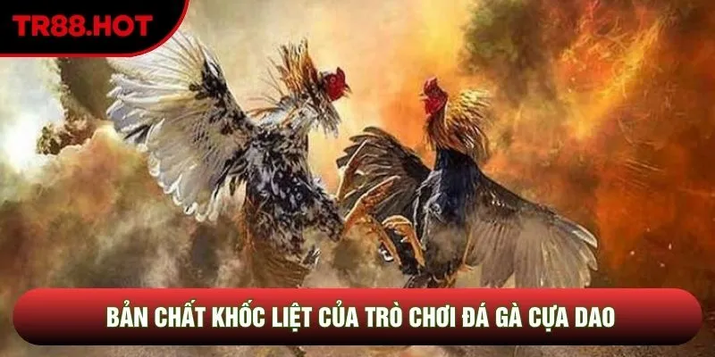 Bản chất khốc liệt của trò chơi đá gà cựa dao Bản chất khốc liệt của trò chơi đá gà cựa dao
