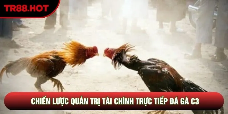 Chiến lược quản trị tài chính trực tiếp đá gà C3 Chiến lược quản trị tài chính trực tiếp đá gà C3