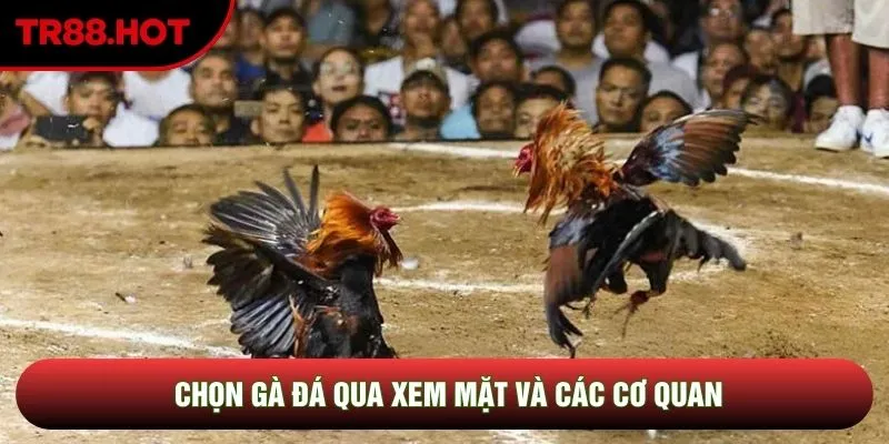 Chọn gà đá qua xem mặt và các cơ quan Chọn gà đá qua xem mặt và các cơ quan