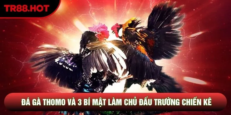 Nghệ thuật quản trị tài chính đá gà Thomo đẳng cấp Nghệ thuật quản trị tài chính đá gà Thomo đẳng cấp