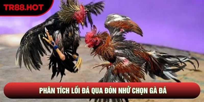 Phân tích lối đá qua đòn nhử chọn gà đá Phân tích lối đá qua đòn nhử chọn gà đá