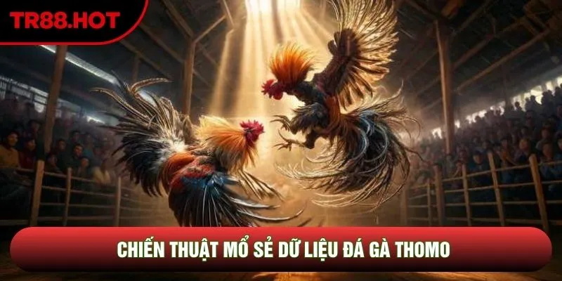 Quy trình vận hành và phát triển đá gà Thomo đẳng cấp Quy trình vận hành và phát triển đá gà Thomo đẳng cấp