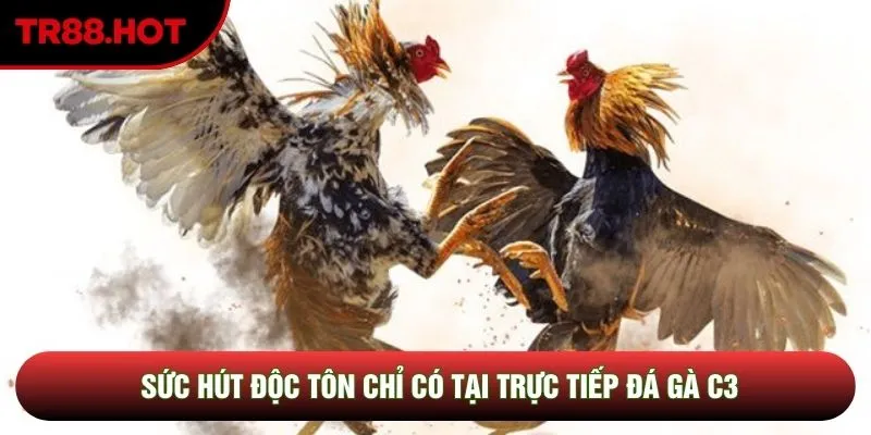 Sức hút độc tôn chỉ có tại trực tiếp đá gà C3 Sức hút độc tôn chỉ có tại trực tiếp đá gà C3