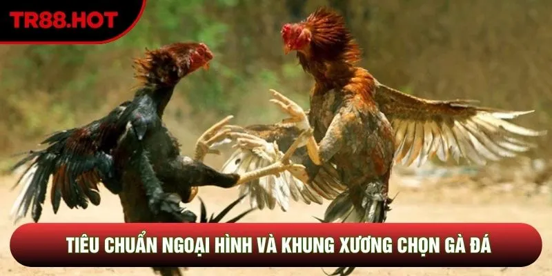 Tiêu chuẩn ngoại hình và khung xương chọn gà đá Tiêu chuẩn ngoại hình và khung xương chọn gà đá